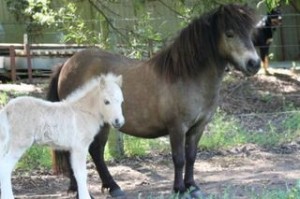 9foals1