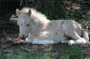 9foals2
