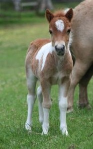 9foals3