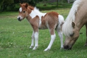 9foals4
