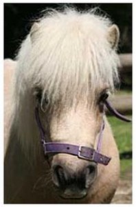 Ponies1