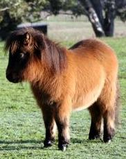 Ponies10