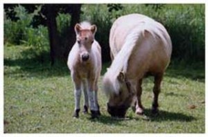 Ponies2