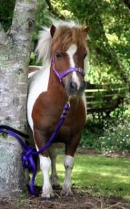 Ponies5