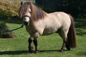 Ponies6