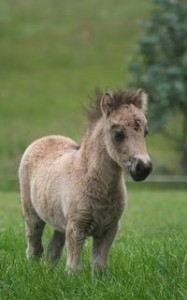 Ponies7