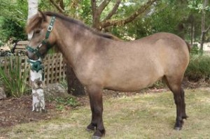 Ponies8