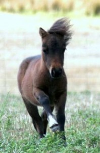 Ponies9