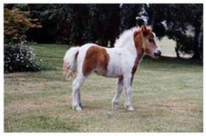 ponies3