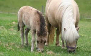 ponies4